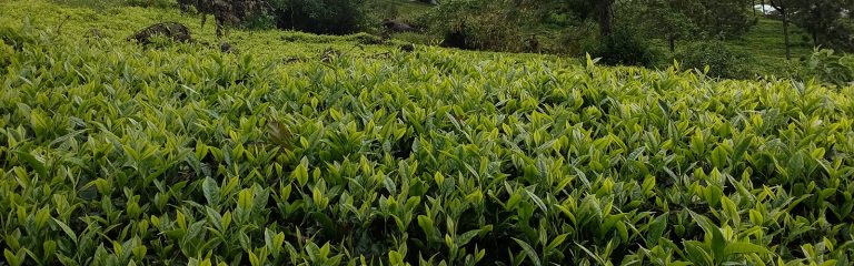 green-tea-estate