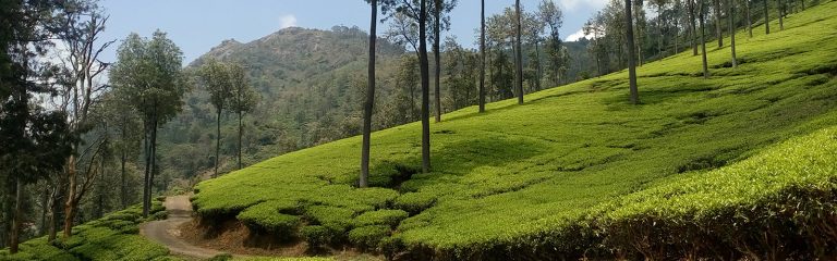 green-tea-estate-road